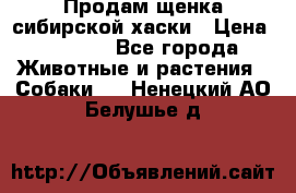 Продам щенка сибирской хаски › Цена ­ 8 000 - Все города Животные и растения » Собаки   . Ненецкий АО,Белушье д.